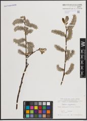 Foto von Salix caprea L.